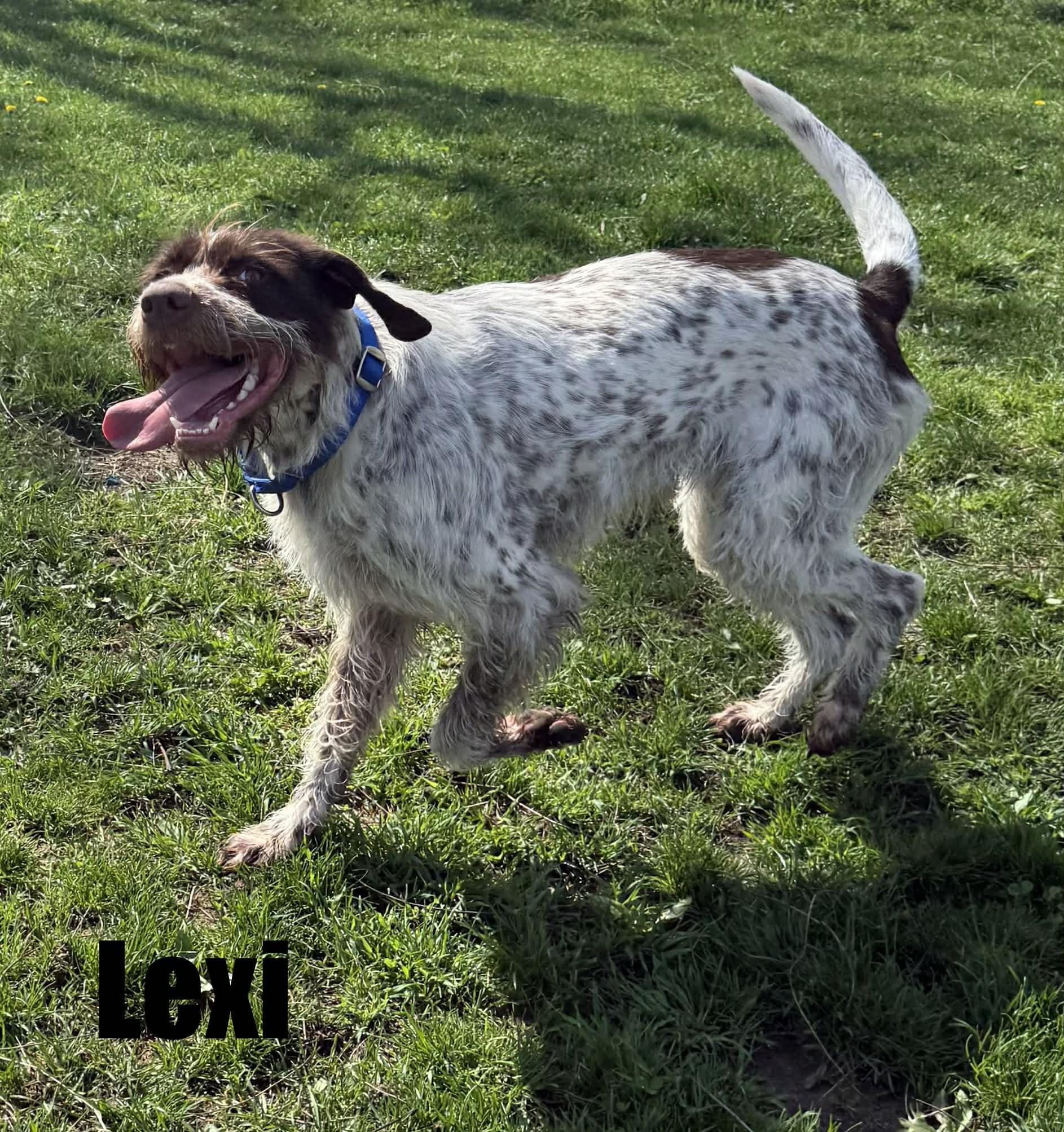 Enlarge lexi, a ADOPTABLE German Wirehaired Pointer in Quincy, MI image 3/4