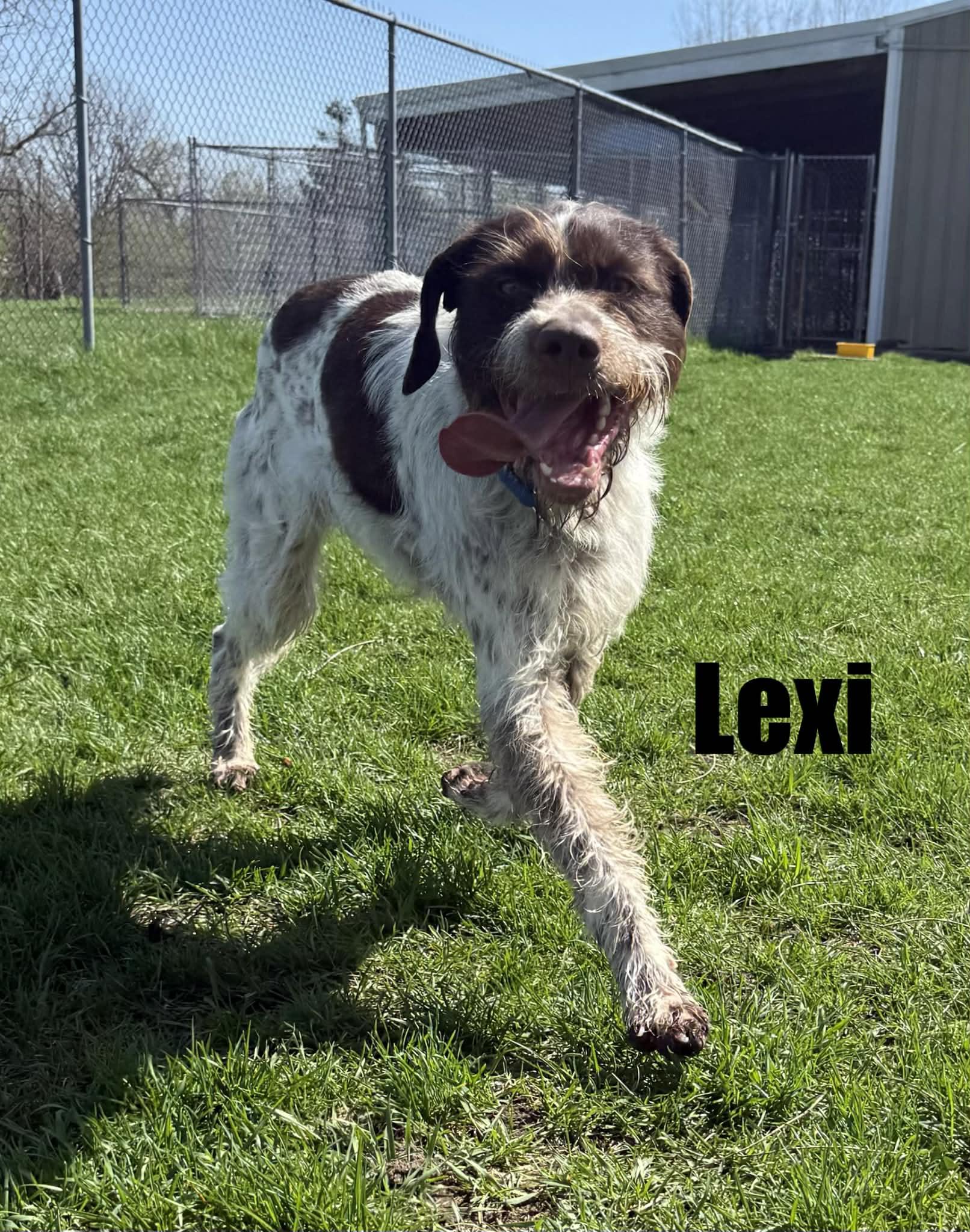 lexi, ADOPTABLE, Young Female German Wirehaired Pointer.