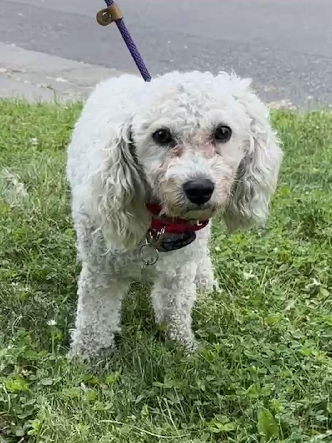 Bobo, Adopted, Young Male Bichon Frise & Poodle.
