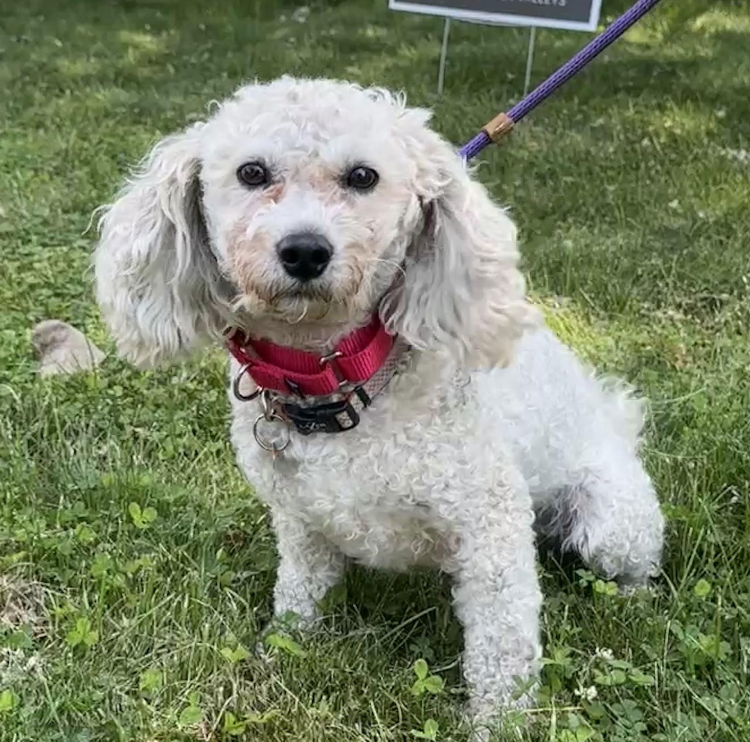 Bobo, a Adopted mixed breed in Crystal, MN image 2/3
