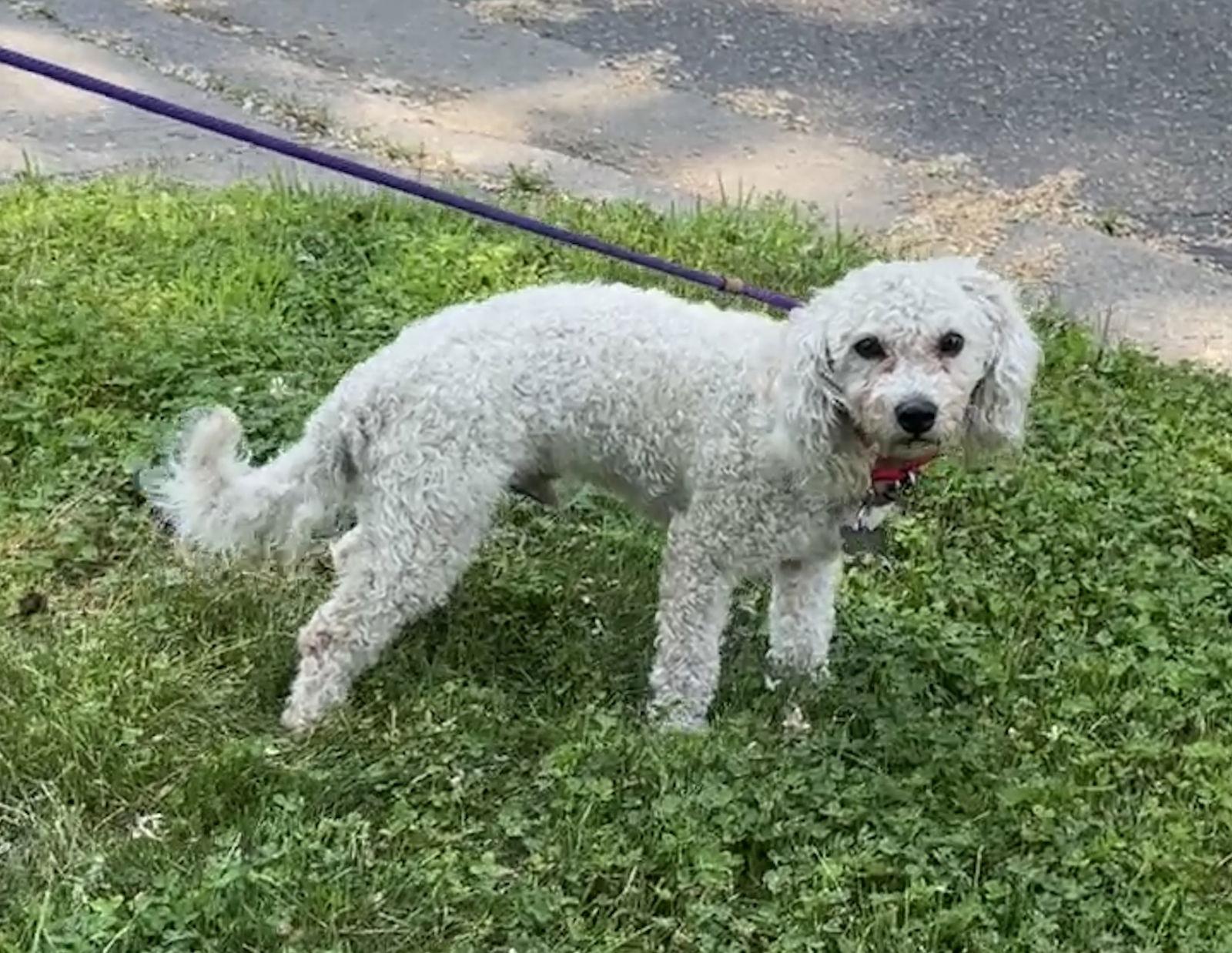 Bobo, a Adopted mixed breed in Crystal, MN image 3/3