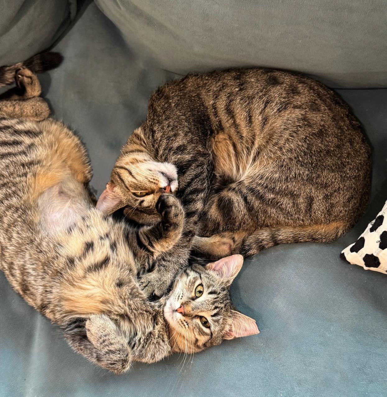 Missy (bonded with Mikey), Adoptable, Young Female Domestic Short Hair.