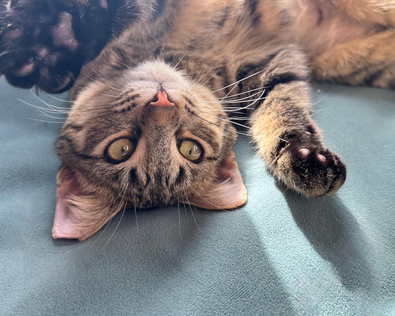 Missy (bonded with Mikey), a Adoptable Domestic Short Hair in San Francisco, CA image 2/6