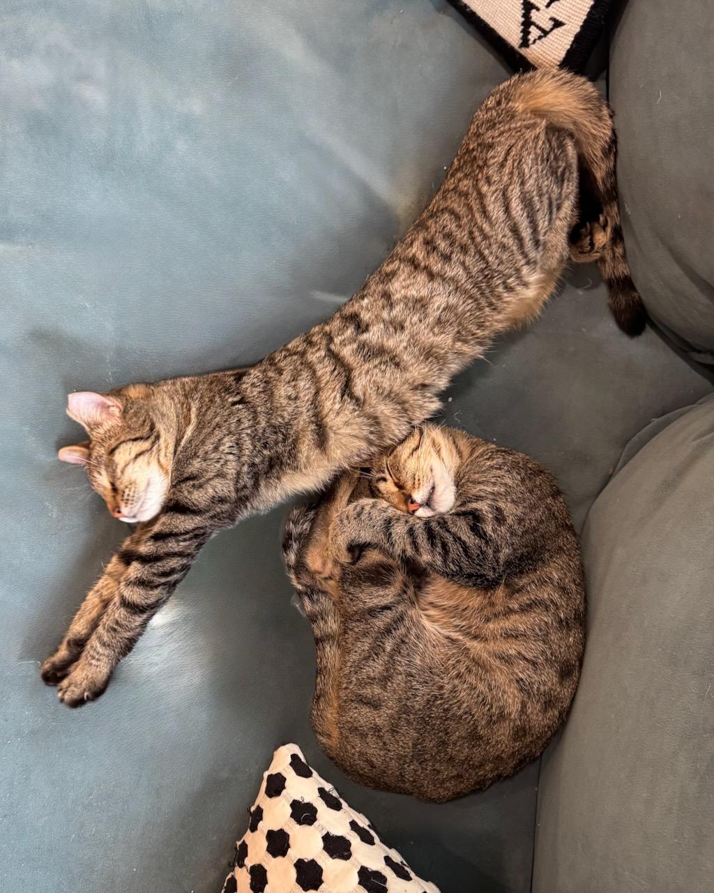 Missy (bonded with Mikey), a Adoptable Domestic Short Hair in San Francisco, CA image 3/6