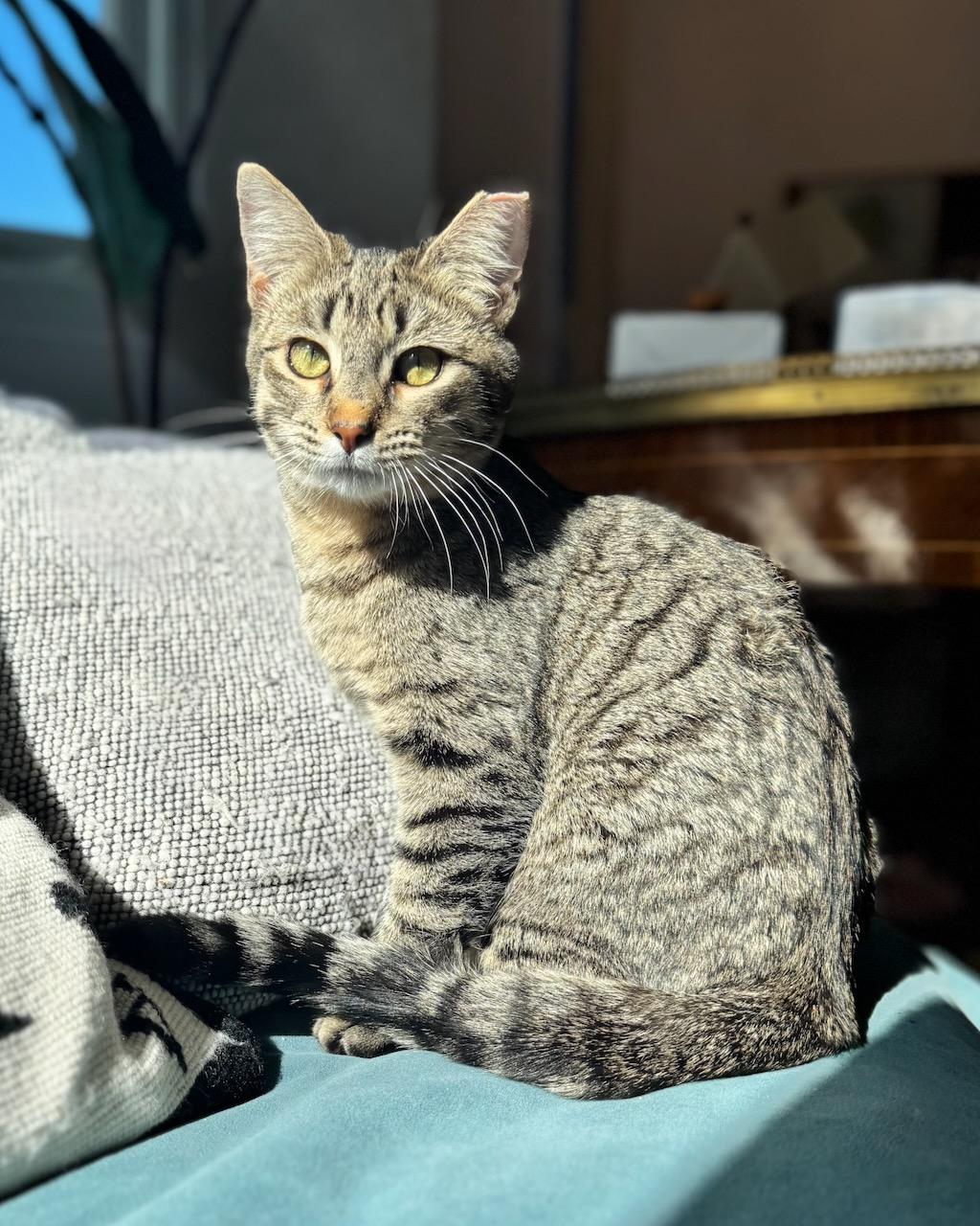 Missy (bonded with Mikey), a Adoptable Domestic Short Hair in San Francisco, CA image 4/6