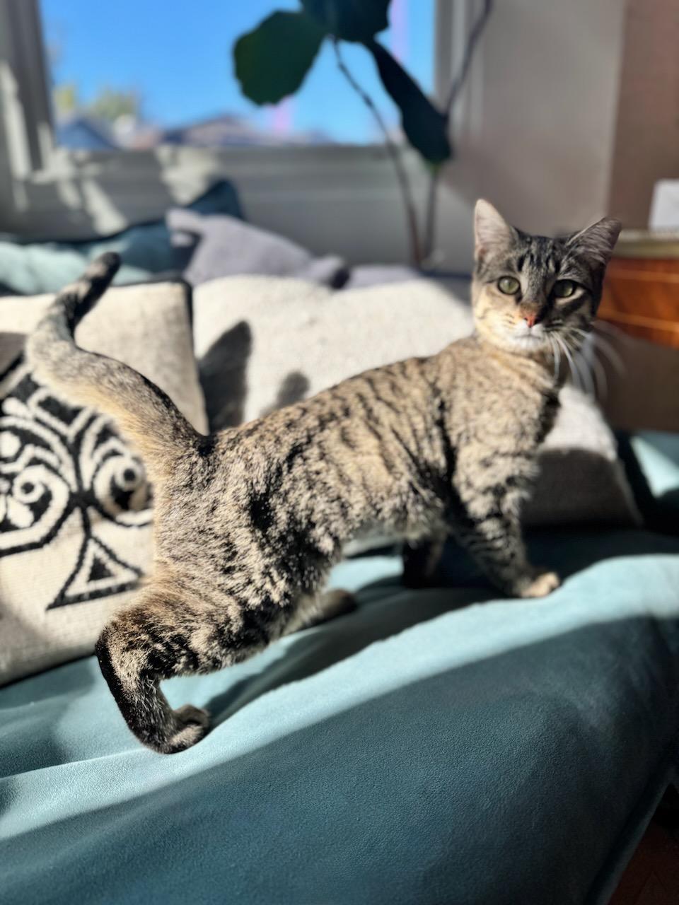 Missy (bonded with Mikey), a Adoptable Domestic Short Hair in San Francisco, CA image 5/6