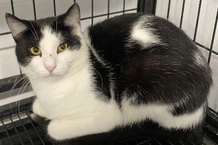 Hershey, Adoptable, Adult Male Domestic Short Hair.