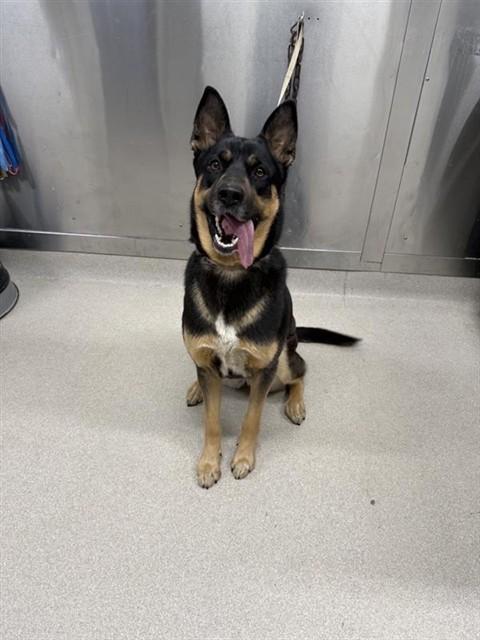 LOBA, Adoptable, Young Female German Shepherd Dog & Australian Cattle Dog / Blue Heeler.