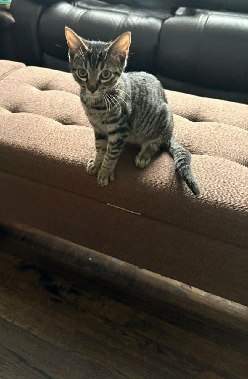 Enlarge Jazzy, a Adoptable Domestic Short Hair in Houston, TX image 2/3