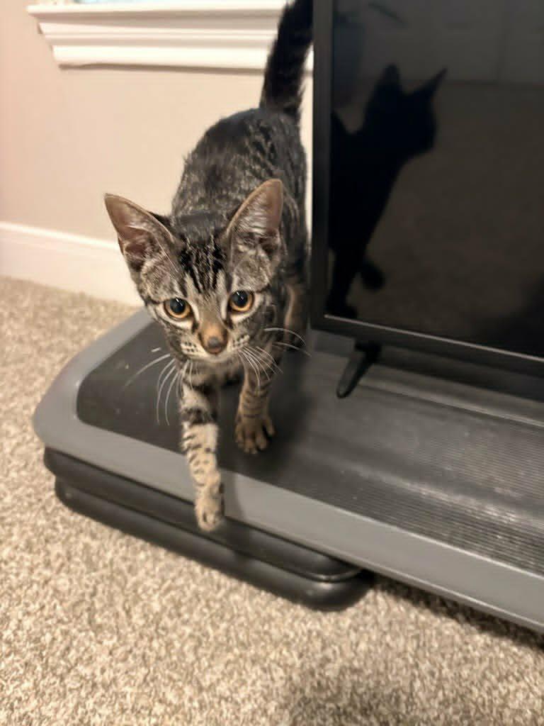 Enlarge Jazzy, a Adoptable Domestic Short Hair in Houston, TX image 3/3