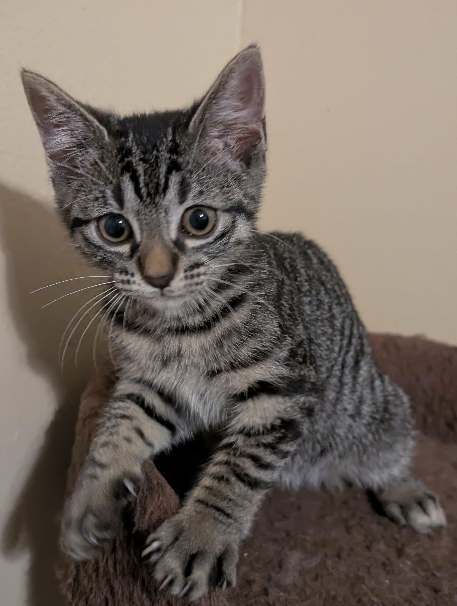 Jazzy, Adoptable, Kitten Female Domestic Short Hair.