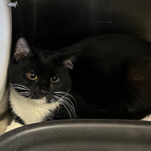 Enlarge Elephant, a Adoptable Domestic Short Hair in Baltimore, MD image 1/1