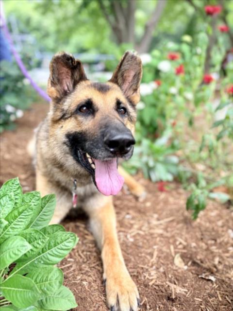 PANFILO, Adoptable, Adult Male German Shepherd Dog.