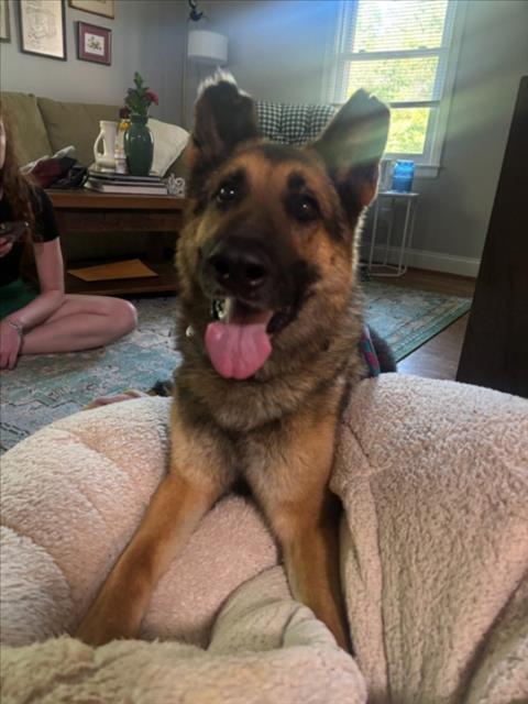 Enlarge PANFILO, a Adoptable German Shepherd Dog in Chapel Hill, NC image 1/1