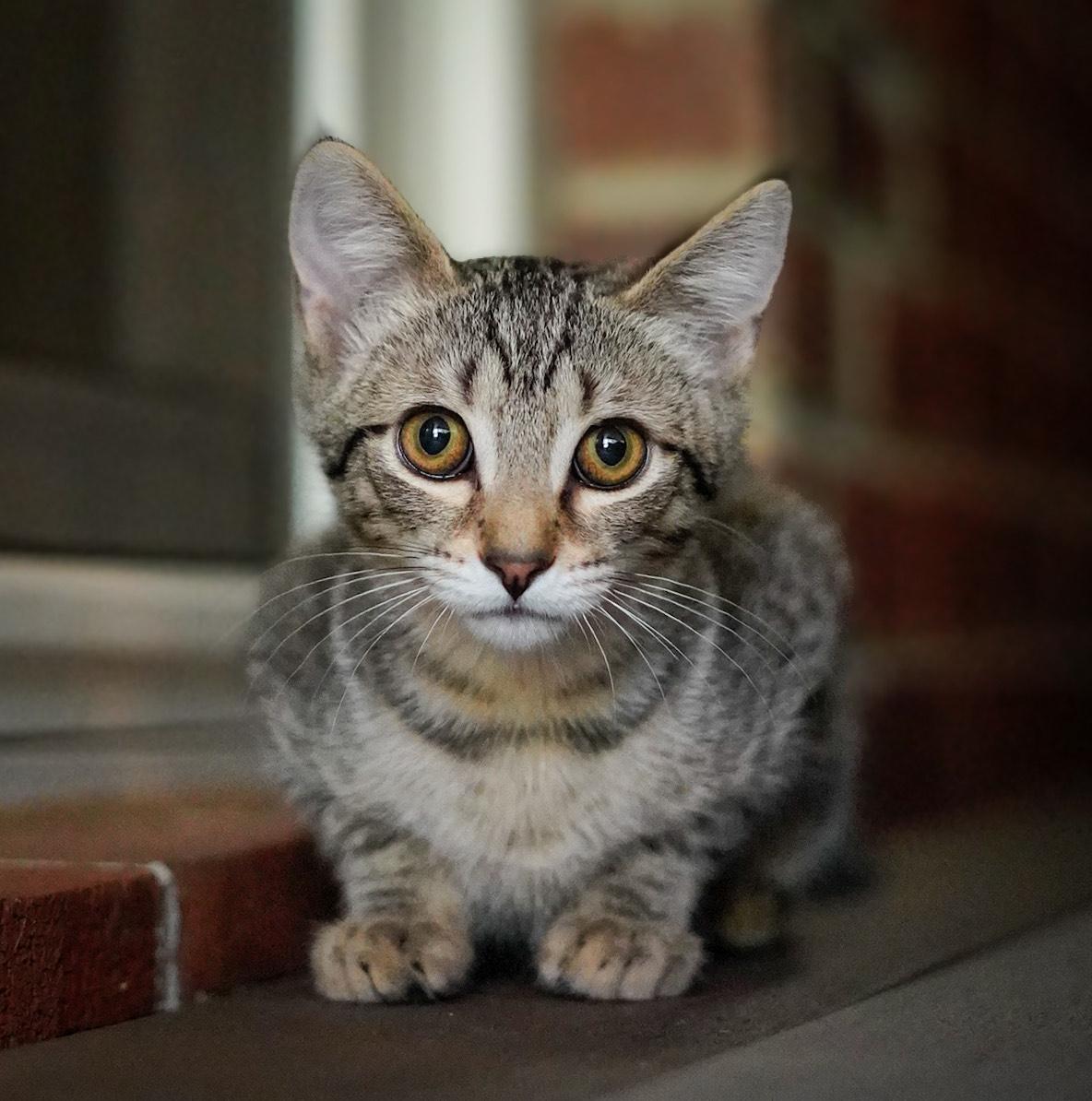 Papaya, Baby Female Tabby