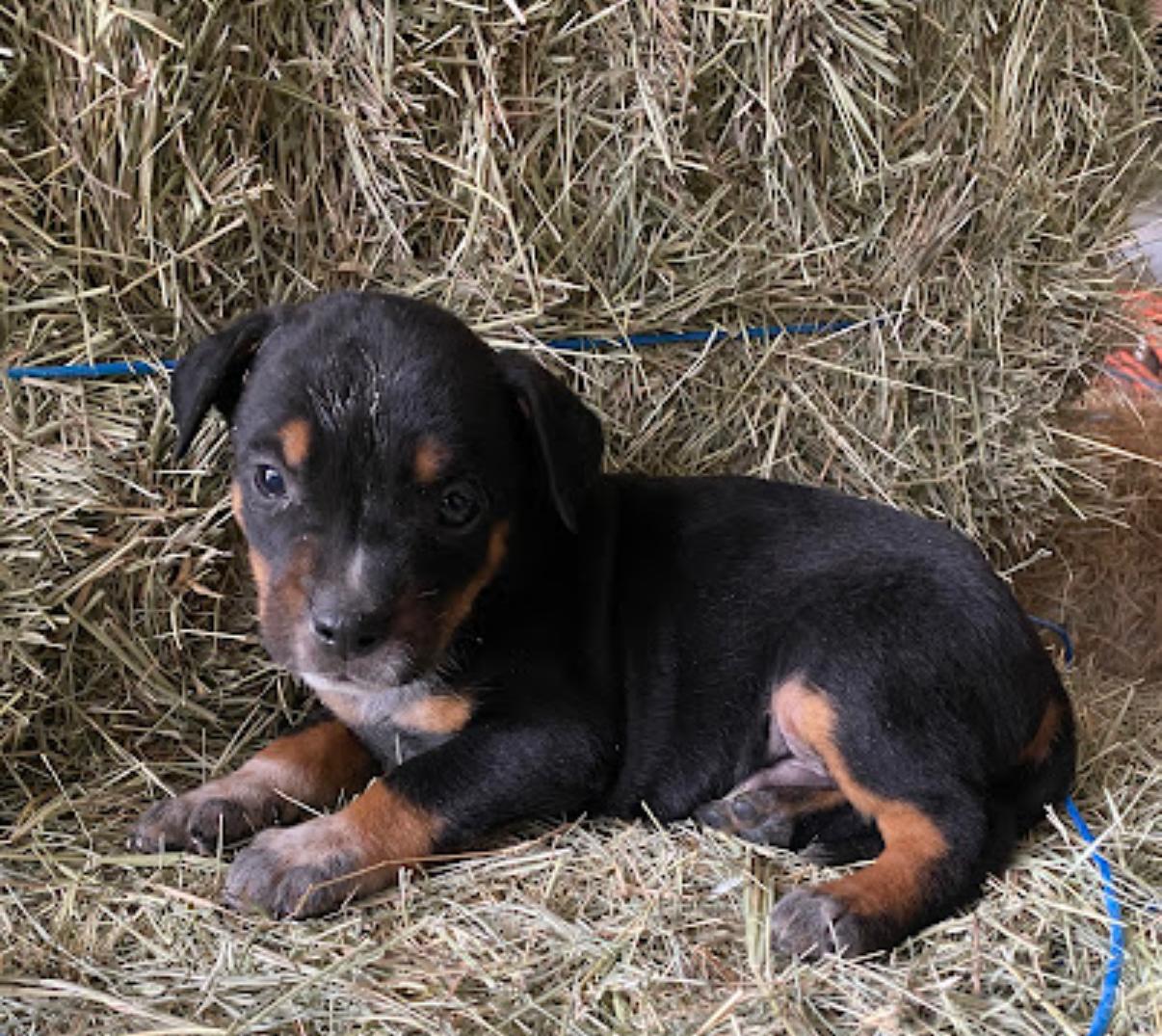 Enlarge Frost, a Adoptable mixed breed in Copiague, NY image 1/1