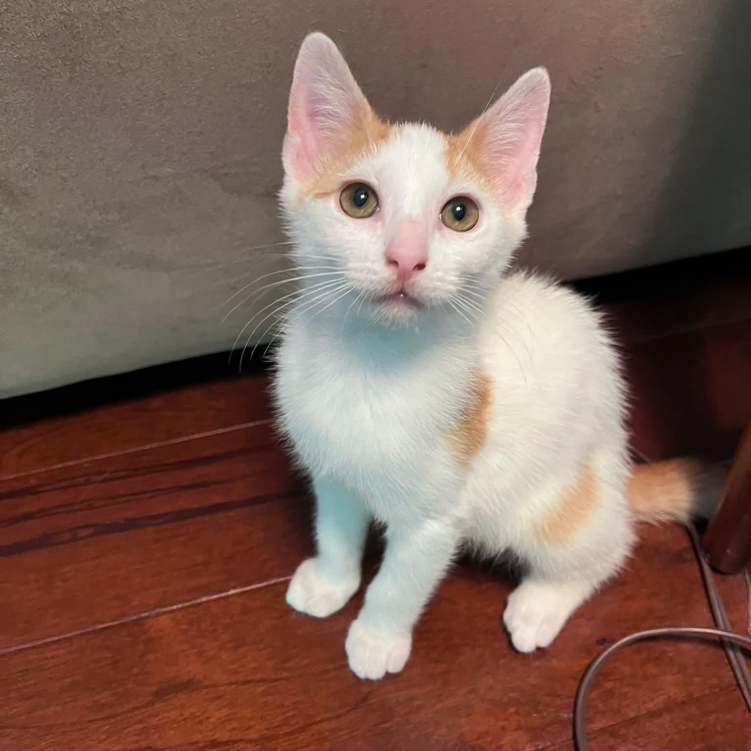 Gouda, Baby Male unknown