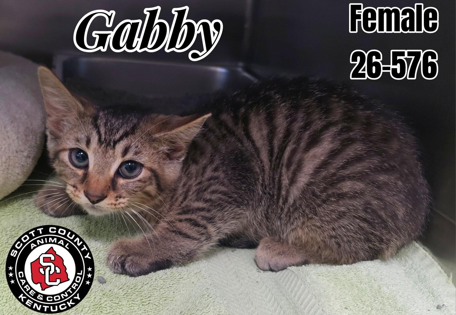 Gabby, Adoptable, Kitten Male Domestic Short Hair.