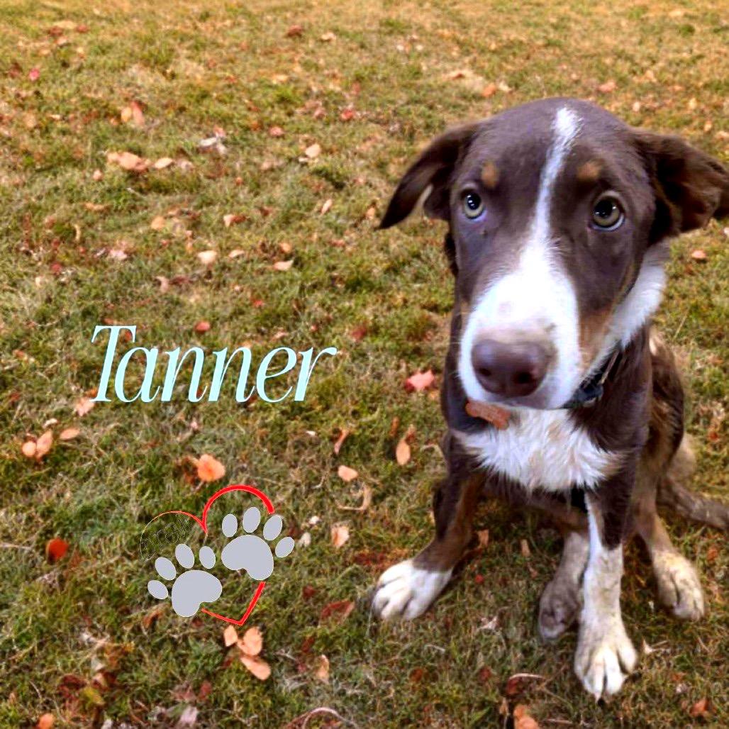 Enlarge Tanner, a Adoptable Border Collie in Phoenix, AZ image 1/4
