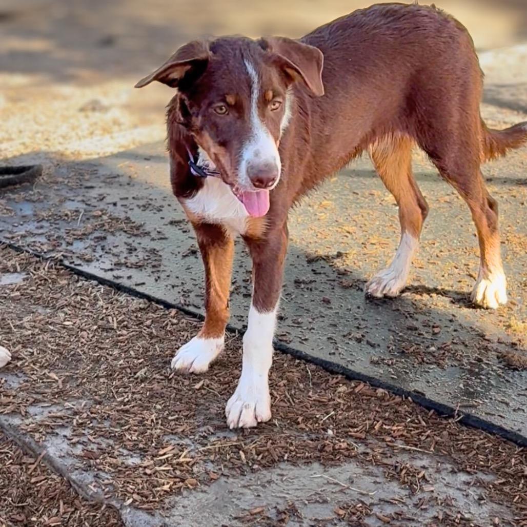 Enlarge Tanner, a Adoptable Border Collie in Phoenix, AZ image 2/4