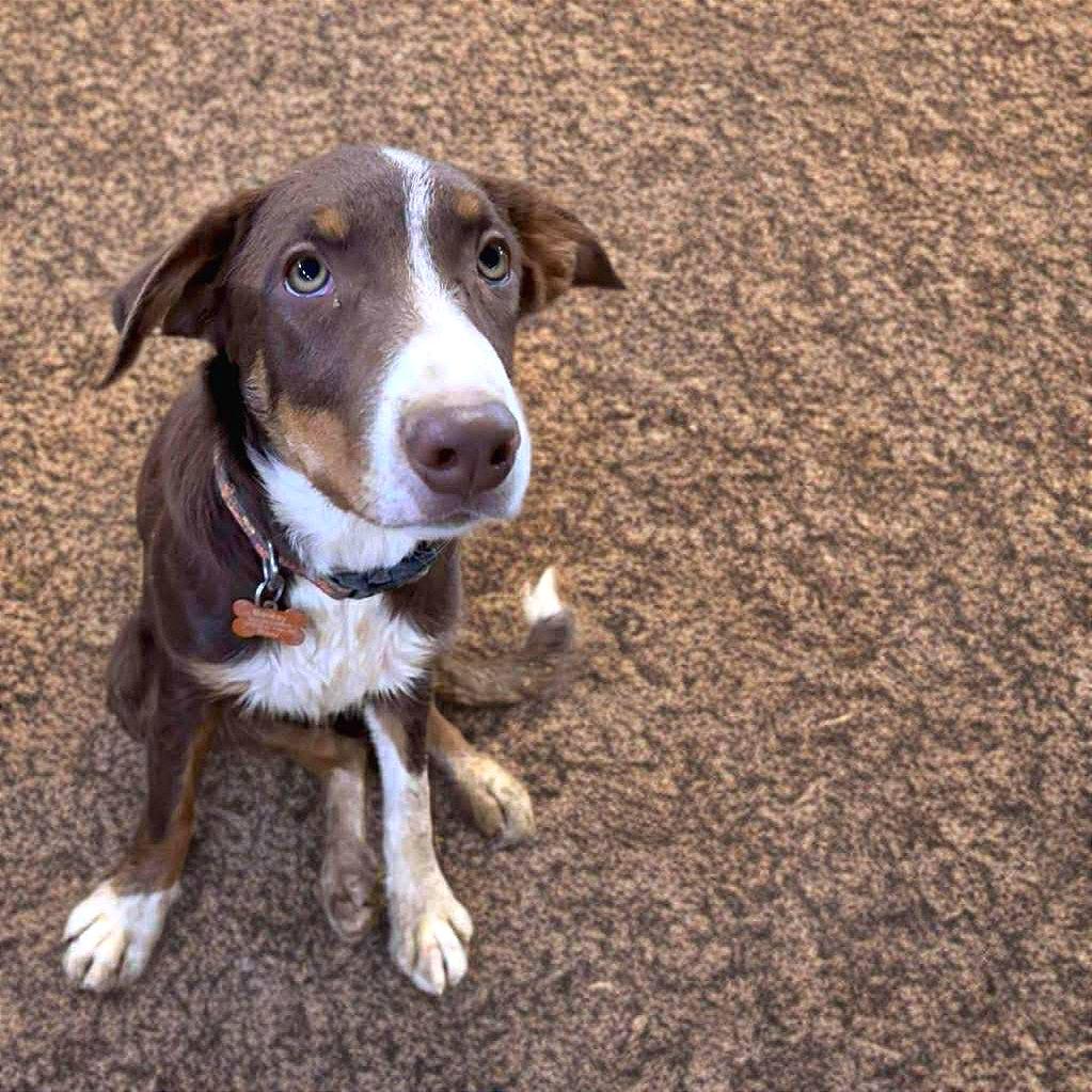 Enlarge Tanner, a Adoptable Border Collie in Phoenix, AZ image 4/4