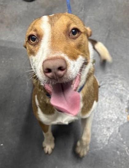 Happy, ADOPTABLE, Adult Female Australian Shepherd & Pit Bull Terrier.