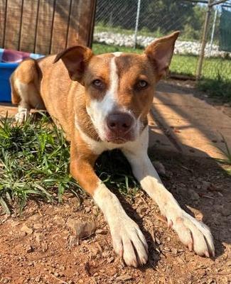 Happy, ADOPTABLE, Adult Female Australian Shepherd.