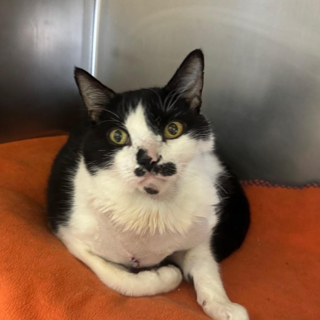 Enlarge Emergency Contact, a Adoptable Domestic Short Hair in York, PA image 1/3