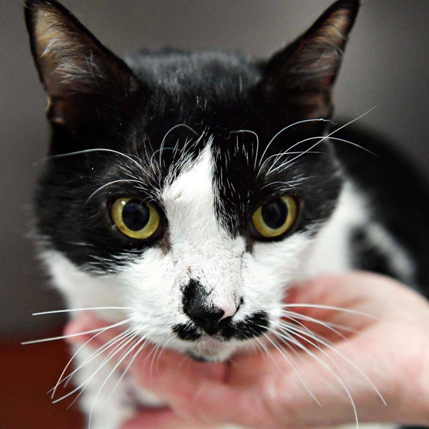 Enlarge Emergency Contact, a Adoptable Domestic Short Hair in York, PA image 2/3