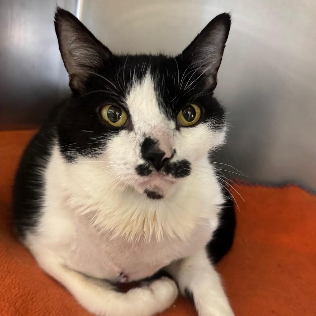Enlarge Emergency Contact, a Adoptable Domestic Short Hair in York, PA image 3/3