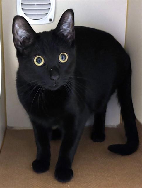 TILLY, Adoptable, Young Female Domestic Short Hair.