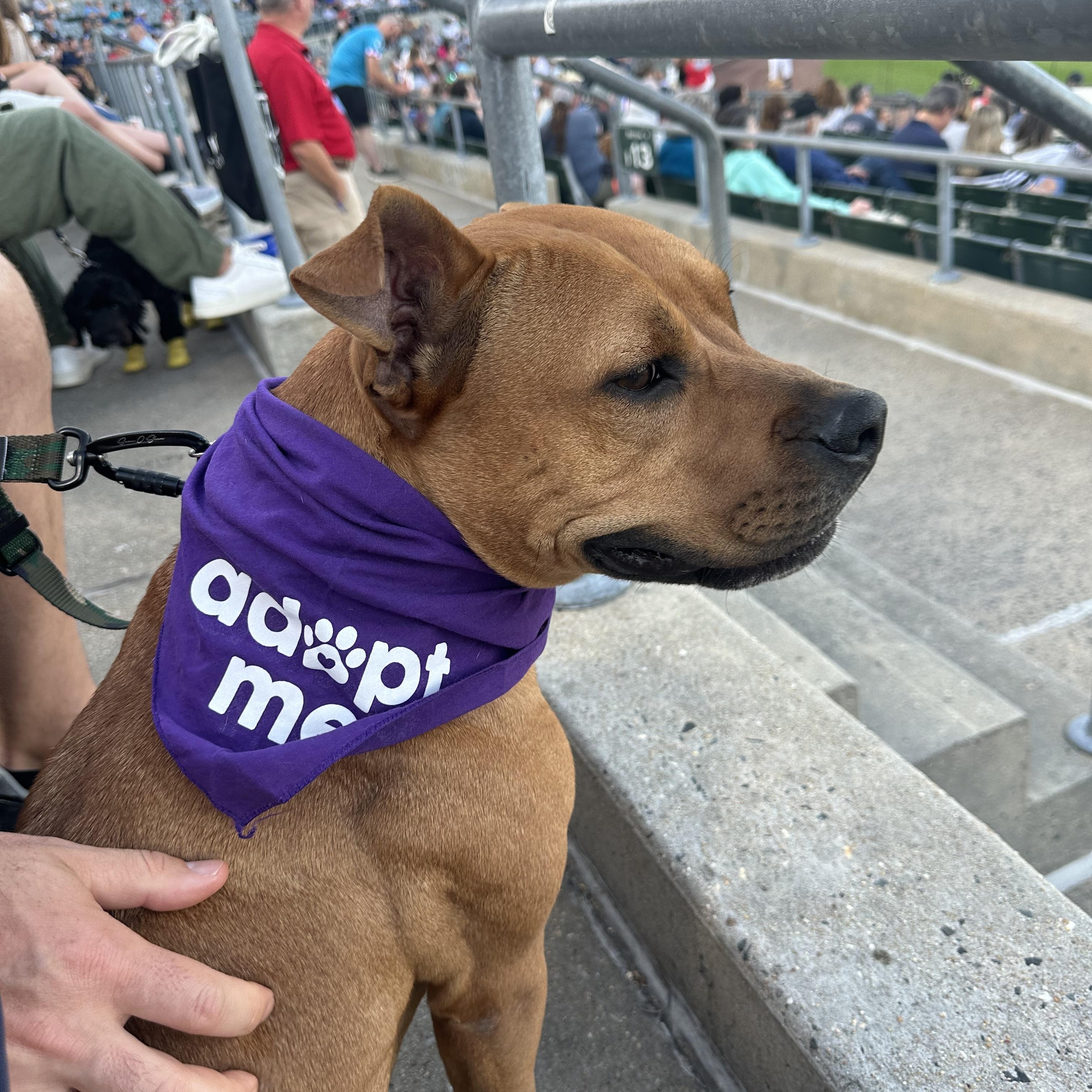 Enlarge Winnie, an adopted mixed breed in Bedminster, NJ image 5/6