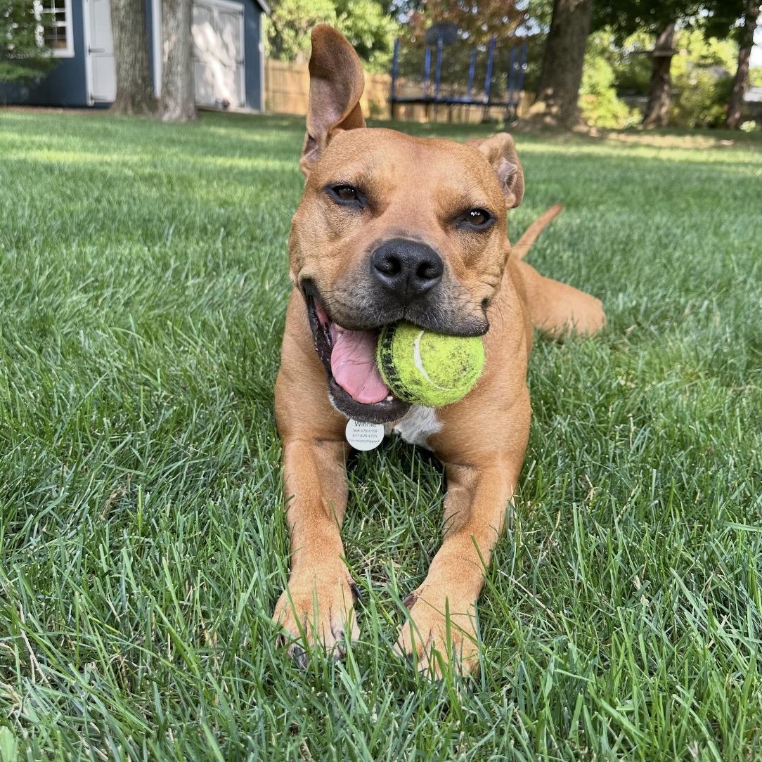 Enlarge Winnie, an adopted mixed breed in Bedminster, NJ image 2/6