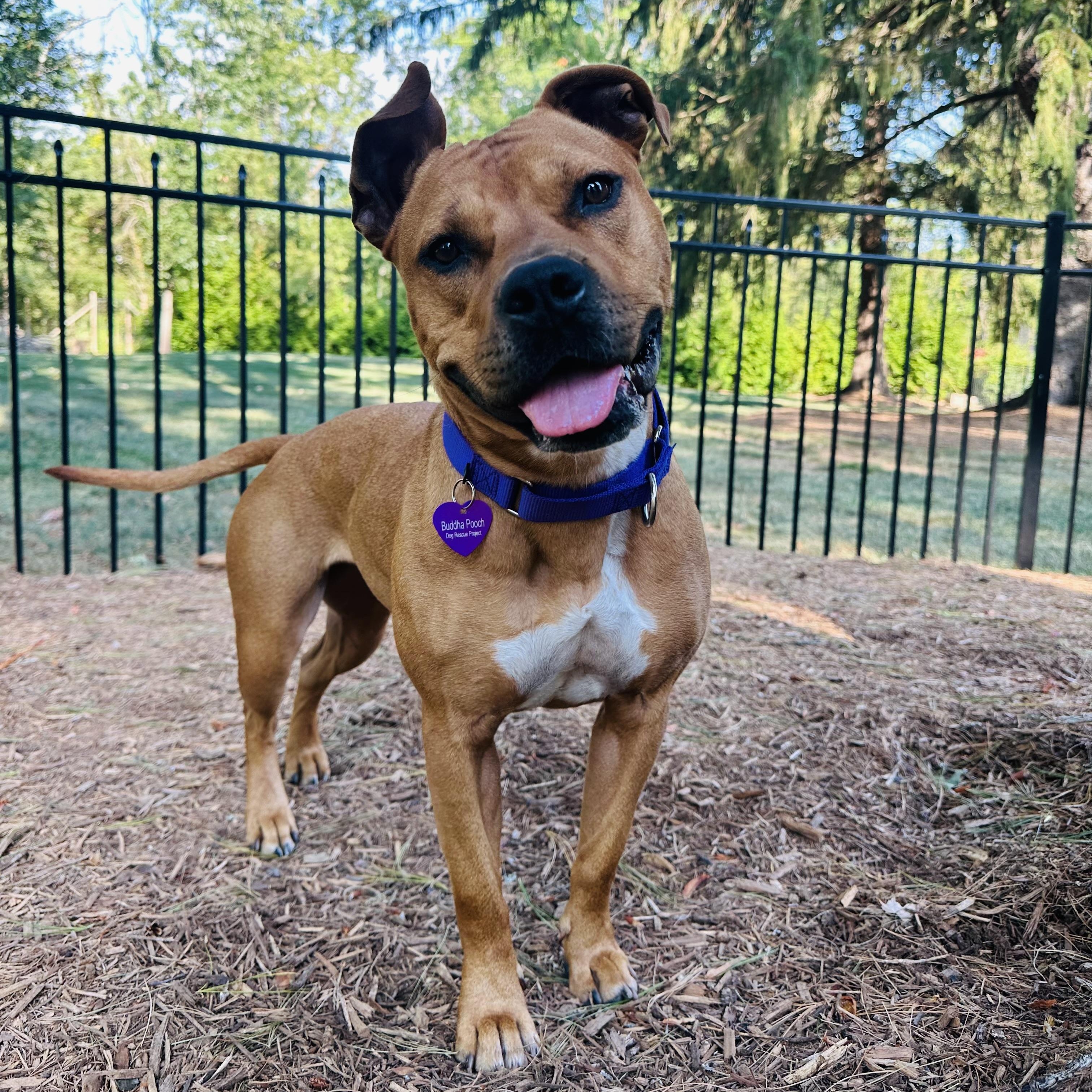 Enlarge Winnie, an adopted mixed breed in Bedminster, NJ image 1/6