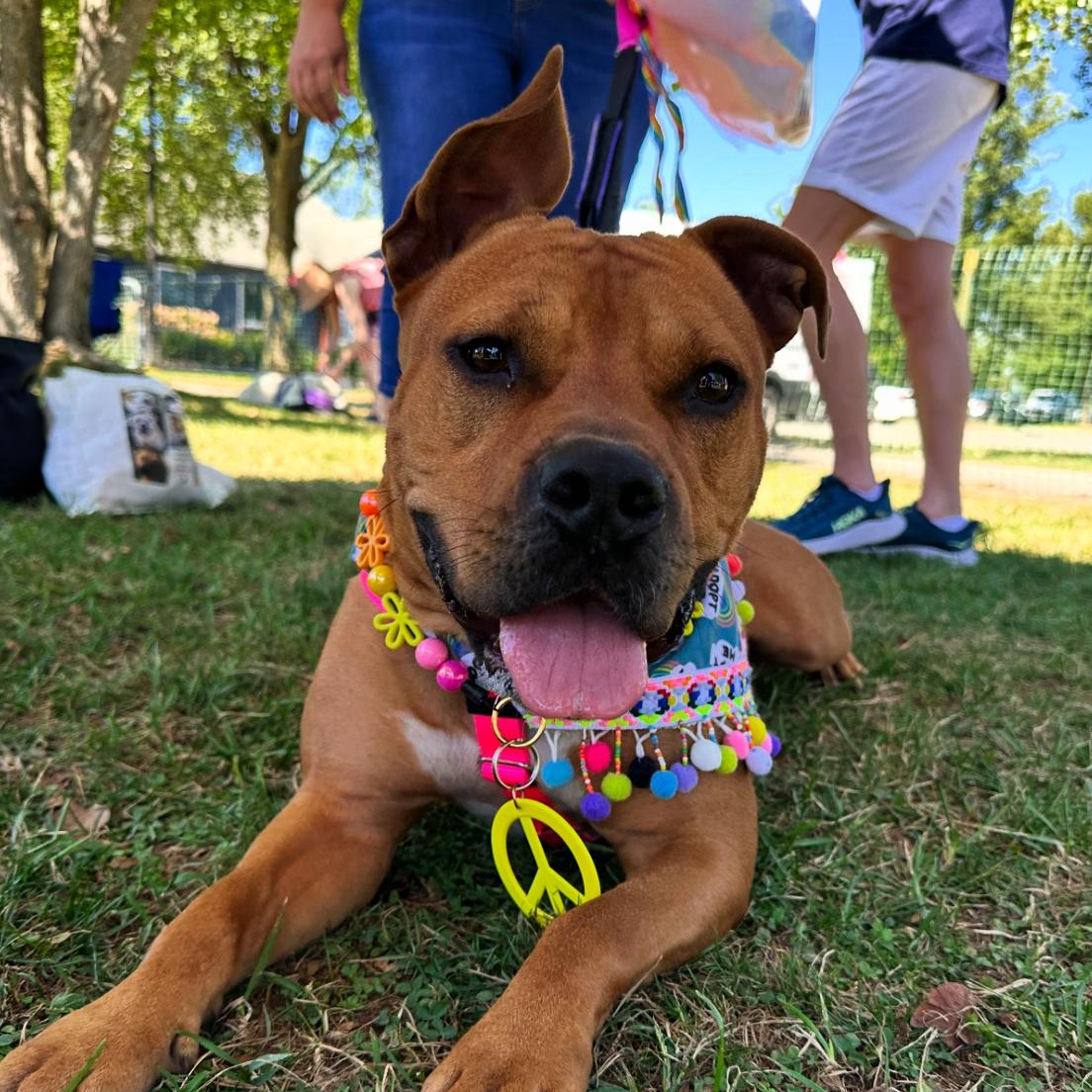 Enlarge Winnie, an adopted mixed breed in Bedminster, NJ image 6/6