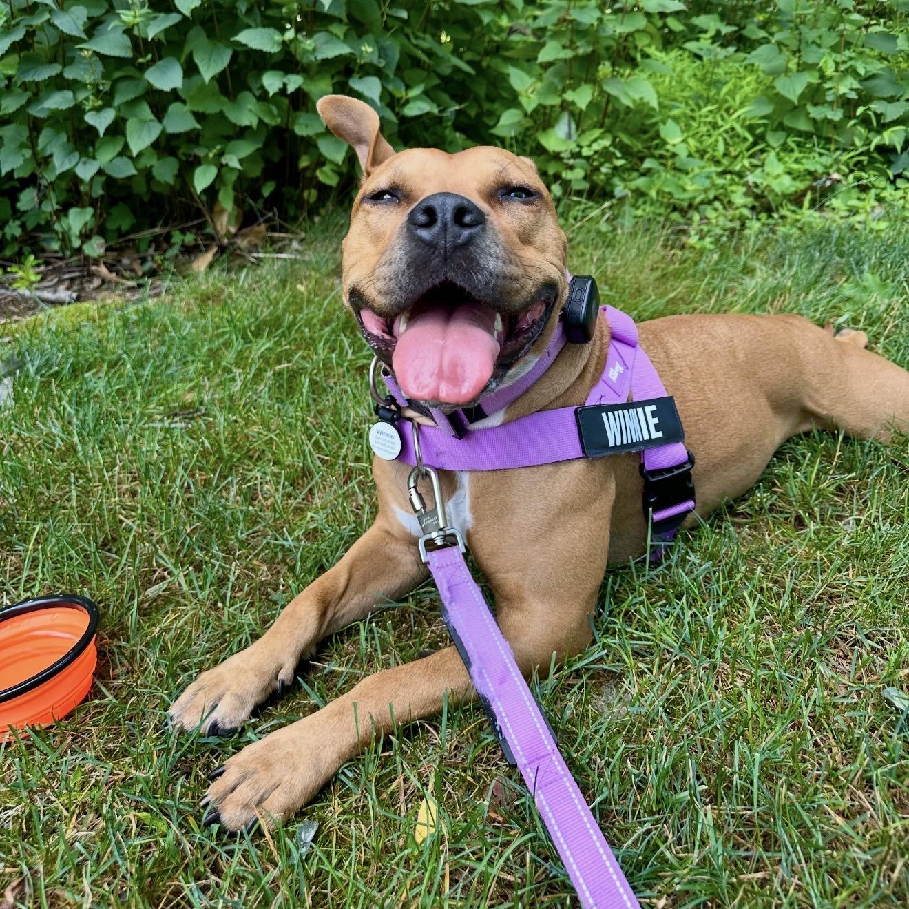 Enlarge Winnie, an adopted mixed breed in Bedminster, NJ image 3/6