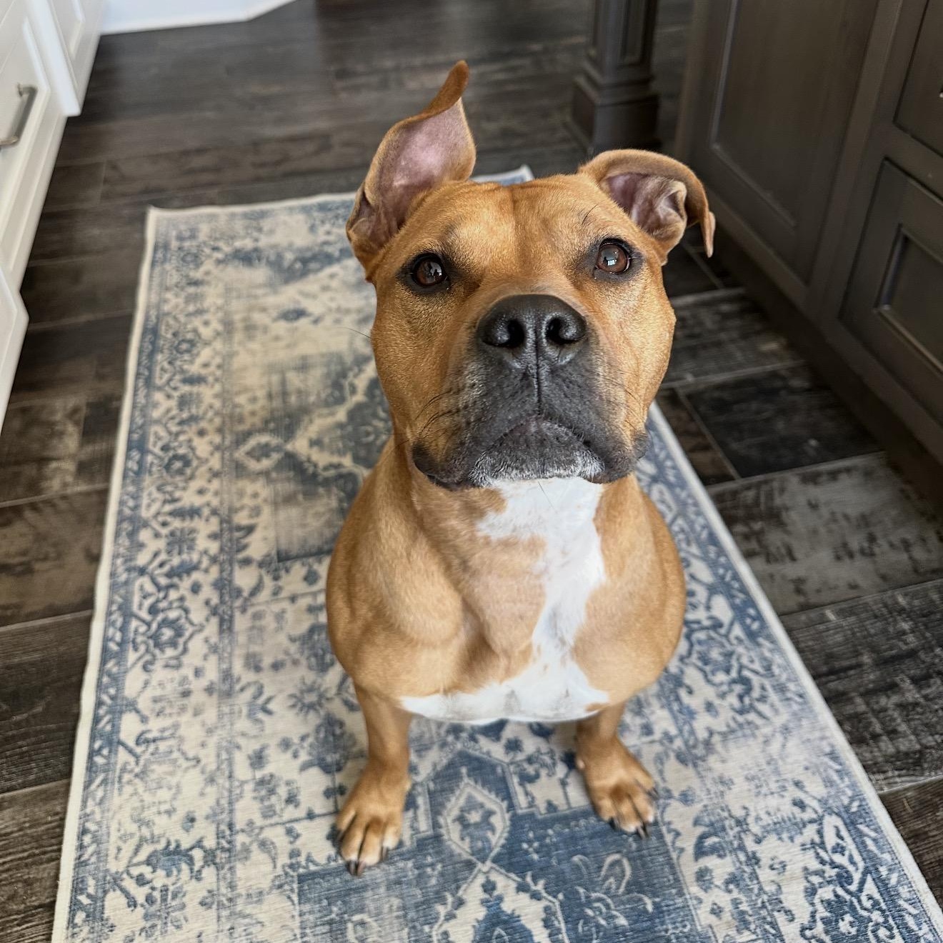 Enlarge Winnie, an adopted mixed breed in Bedminster, NJ image 4/6