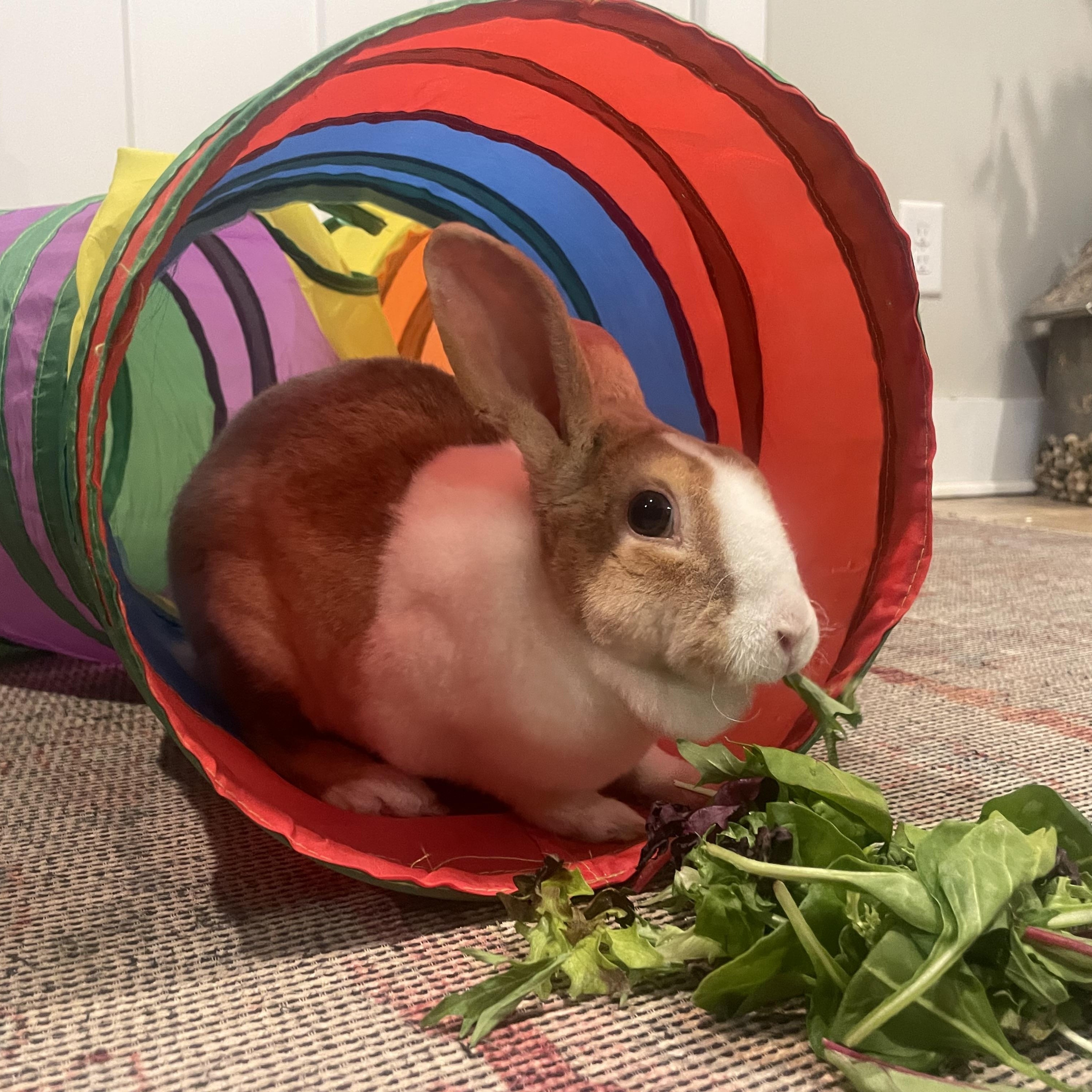 Sunny, Adoptable, Adult Female Rex.