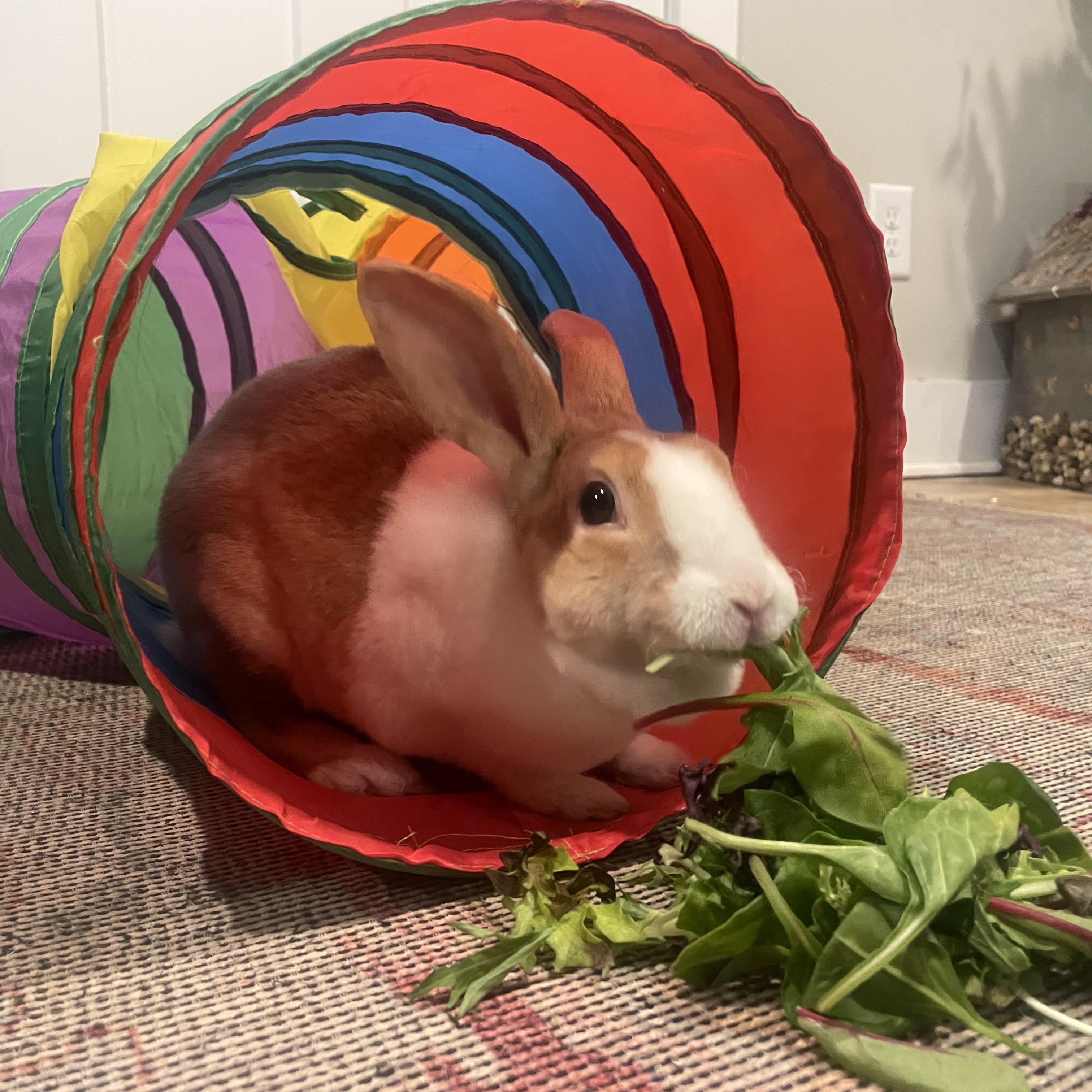 Sunny, a Adoptable Rex in Stokesdale, NC image 2/2