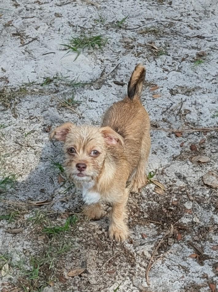 Brandy, a ADOPTABLE mixed breed in Orlando, FL image 4/5