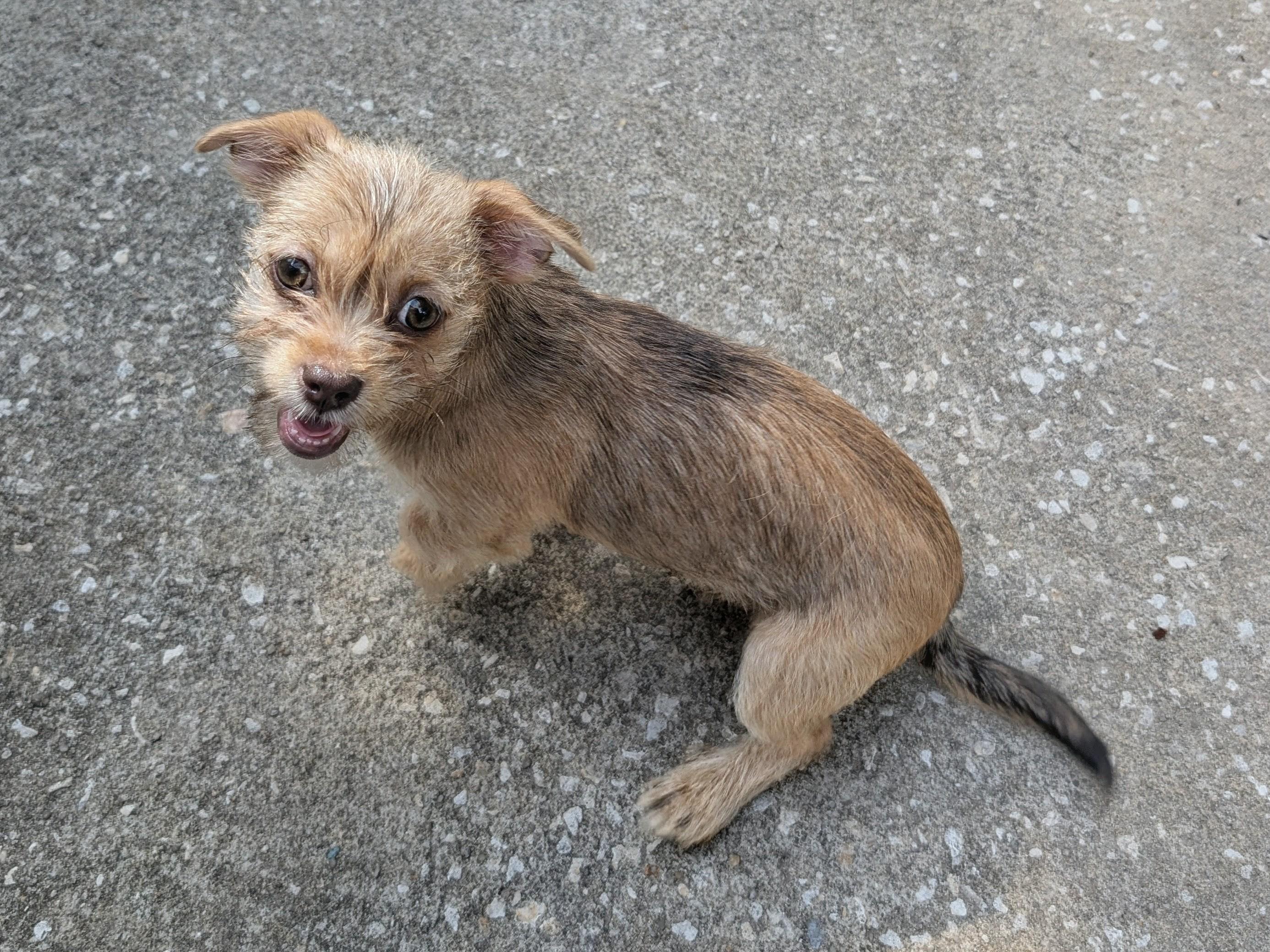Brandy, a ADOPTABLE mixed breed in Orlando, FL image 3/5