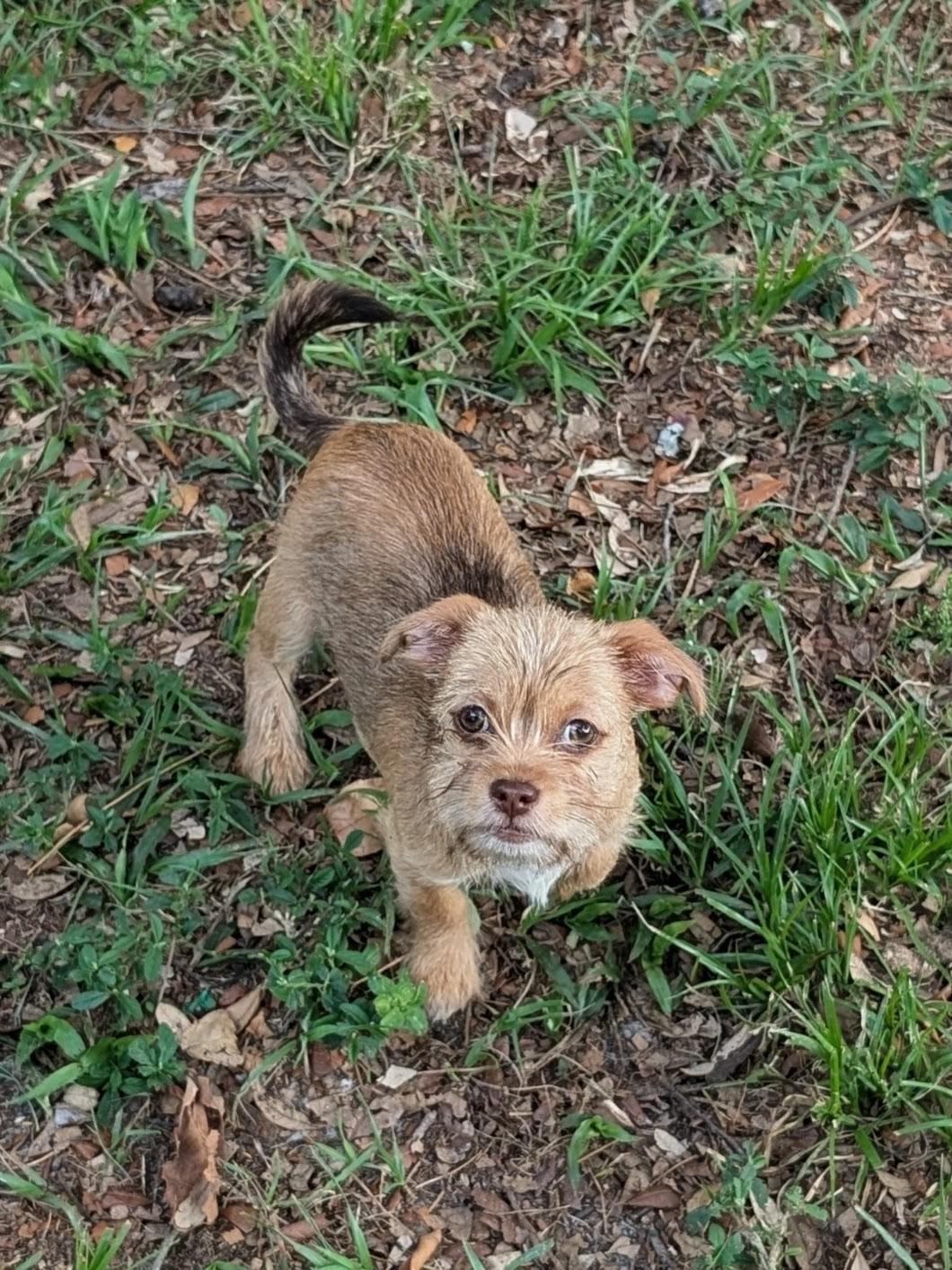 Brandy, a ADOPTABLE mixed breed in Orlando, FL image 2/5