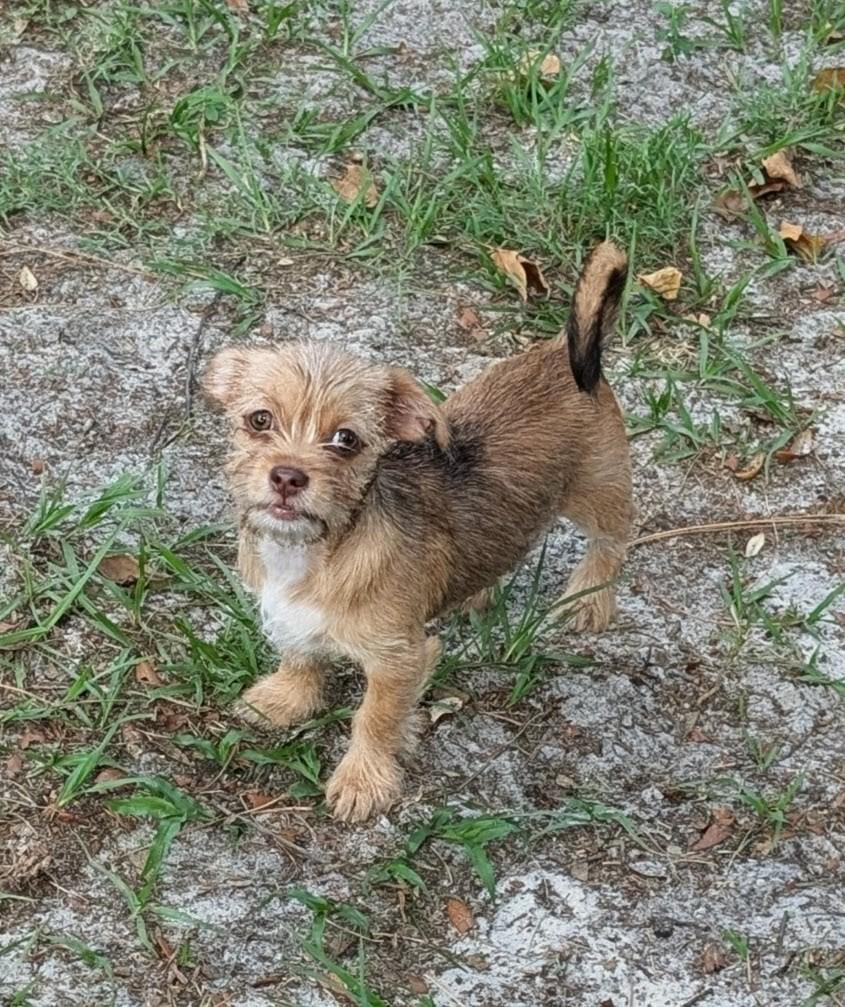 Brandy, a ADOPTABLE mixed breed in Orlando, FL image 5/5