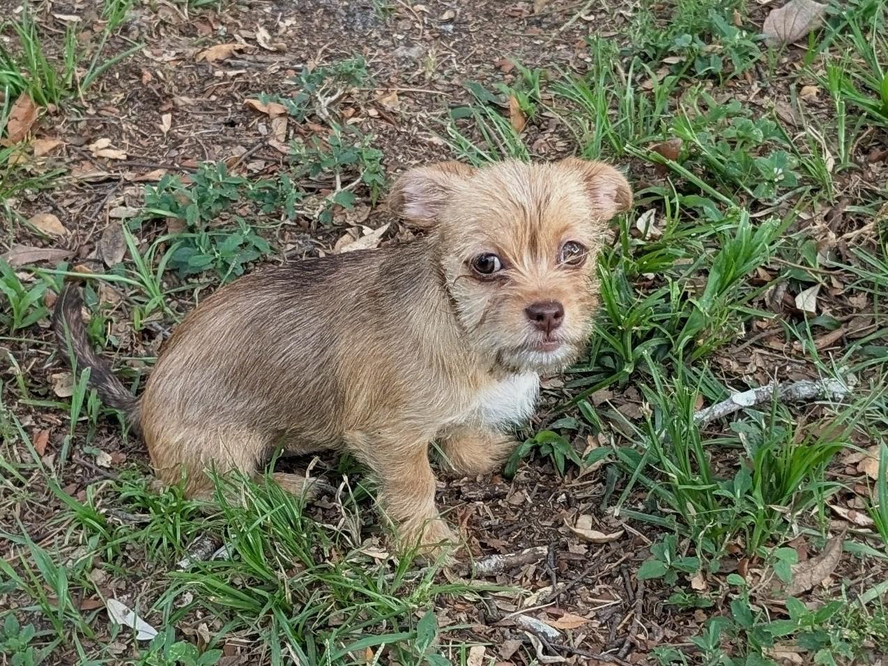 Brandy, ADOPTABLE, Young Female Yorkshire Terrier & Shih Tzu.