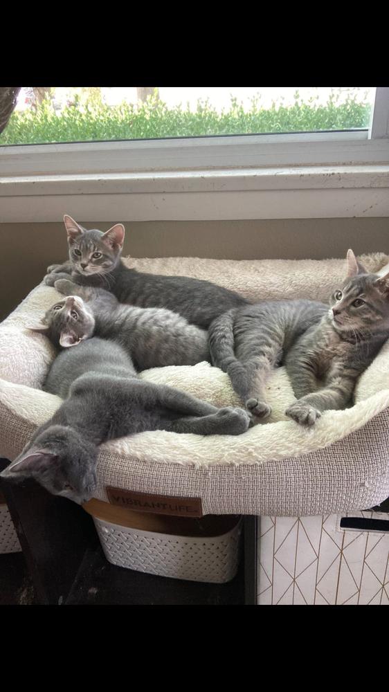 Stone, a Adoptable mixed breed image 1/4