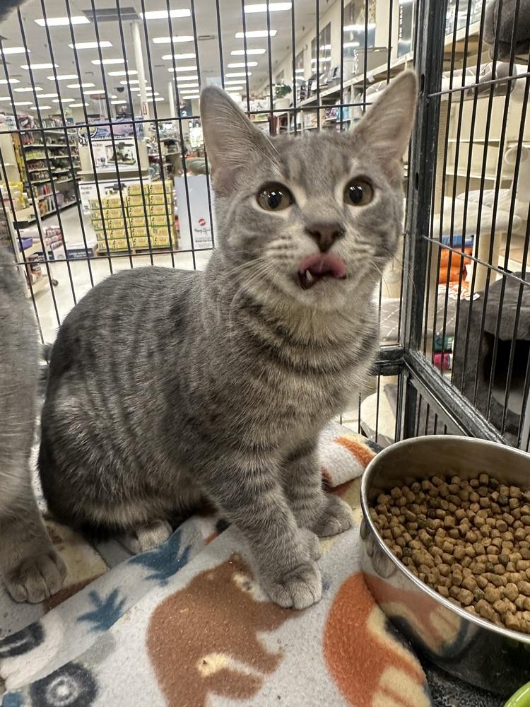 Stone, a Adoptable mixed breed image 2/4