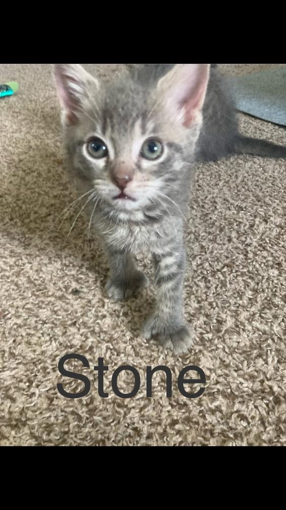 Stone, a Adoptable mixed breed image 3/4