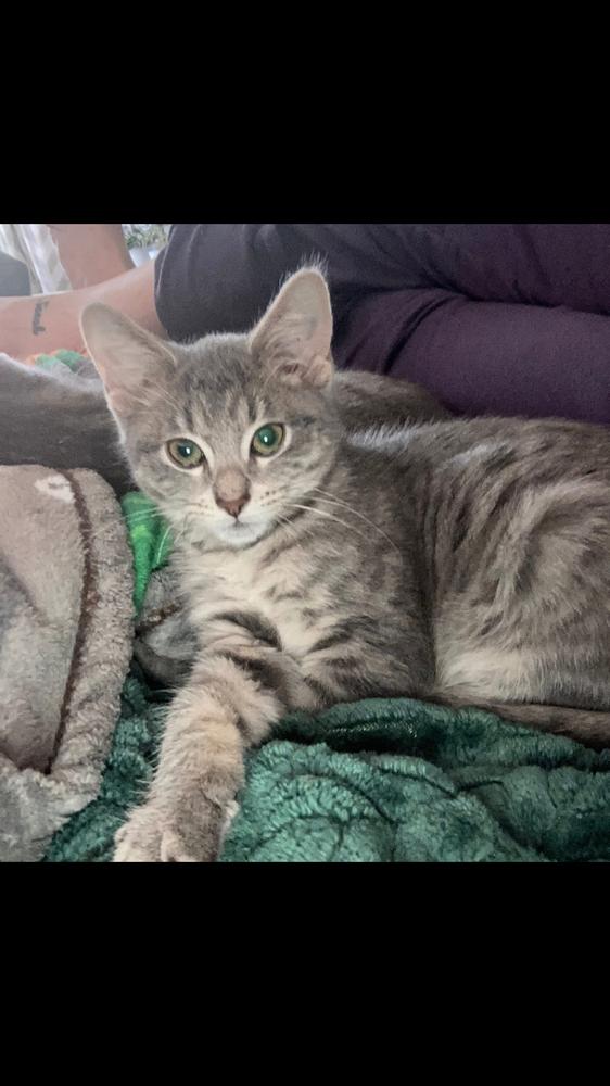 Stone, a Adoptable mixed breed image 4/4