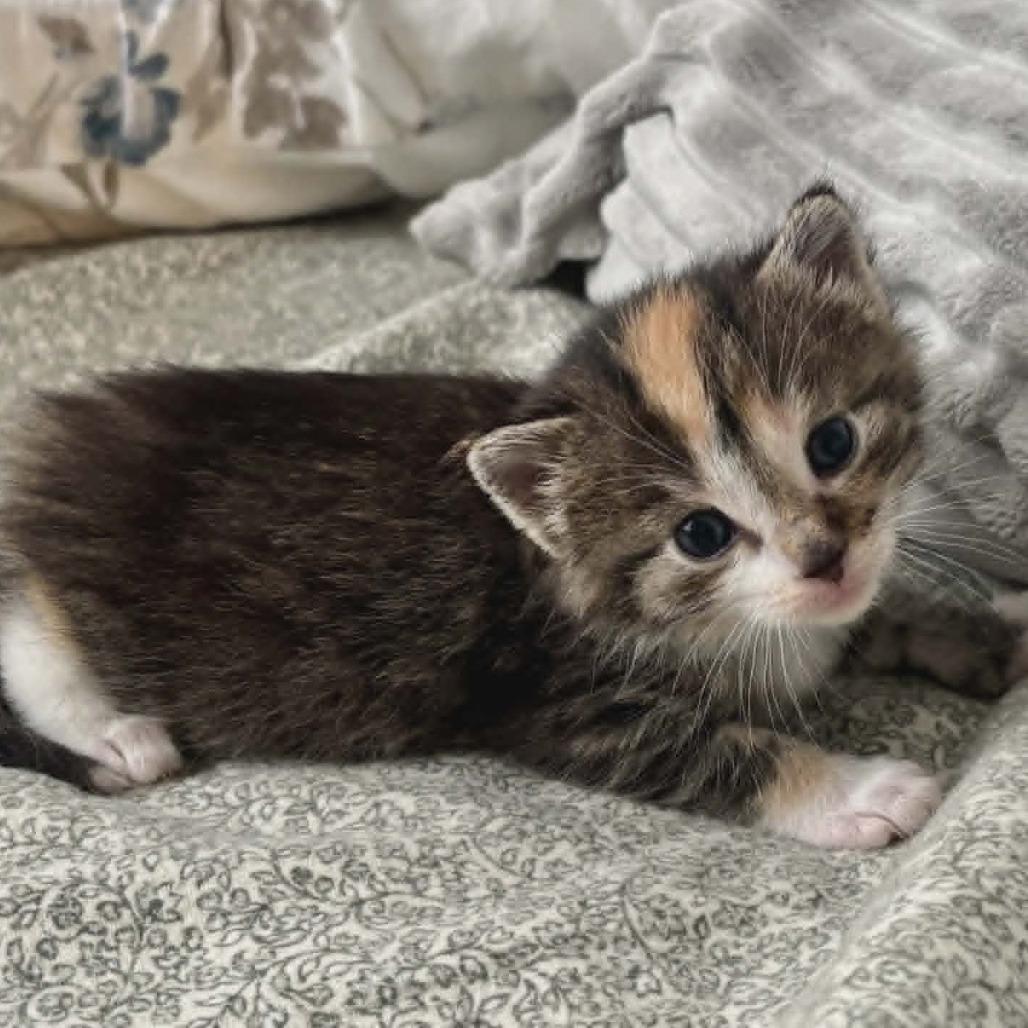 Eowyn, Adoptable, Kitten Female Domestic Long Hair.