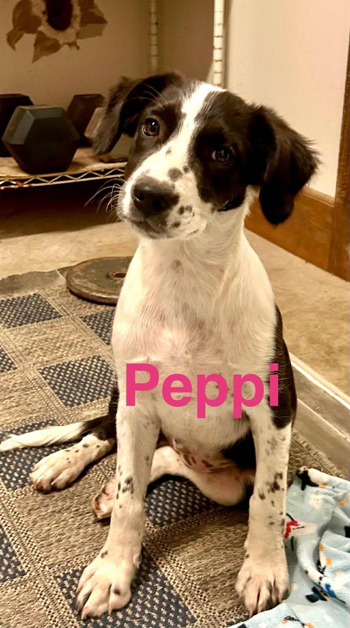 Peppi